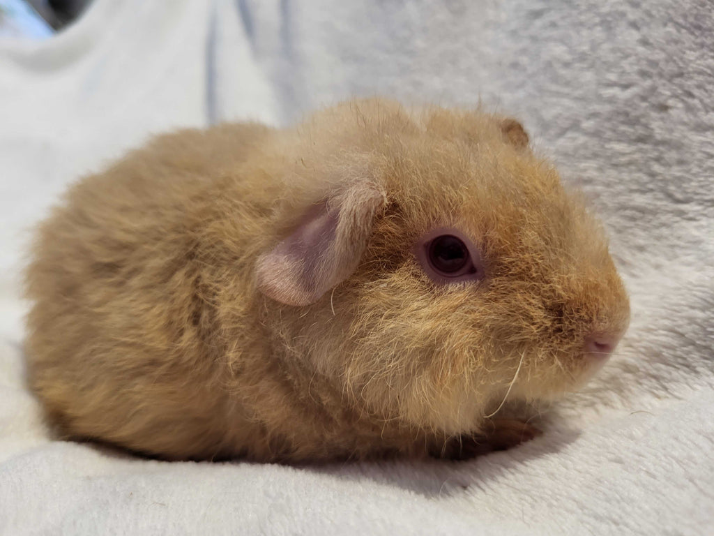 Reuben the guinea pig pup at the Kavee Rescue