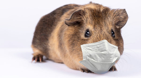 Guinea pig with a covid 19 mask on their face