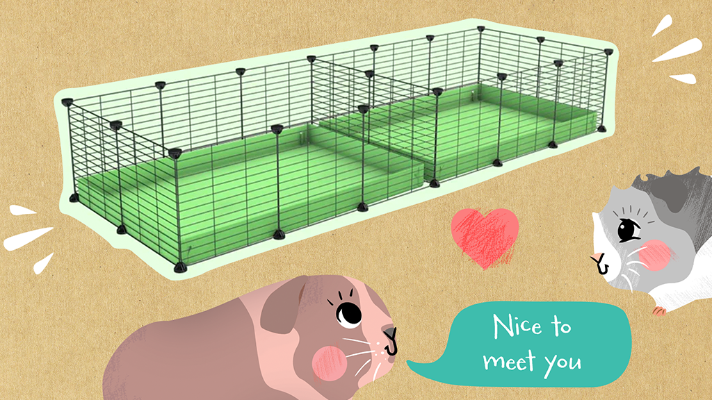 Wondering where to buy C&C cages? Kavee is the best for your pets!