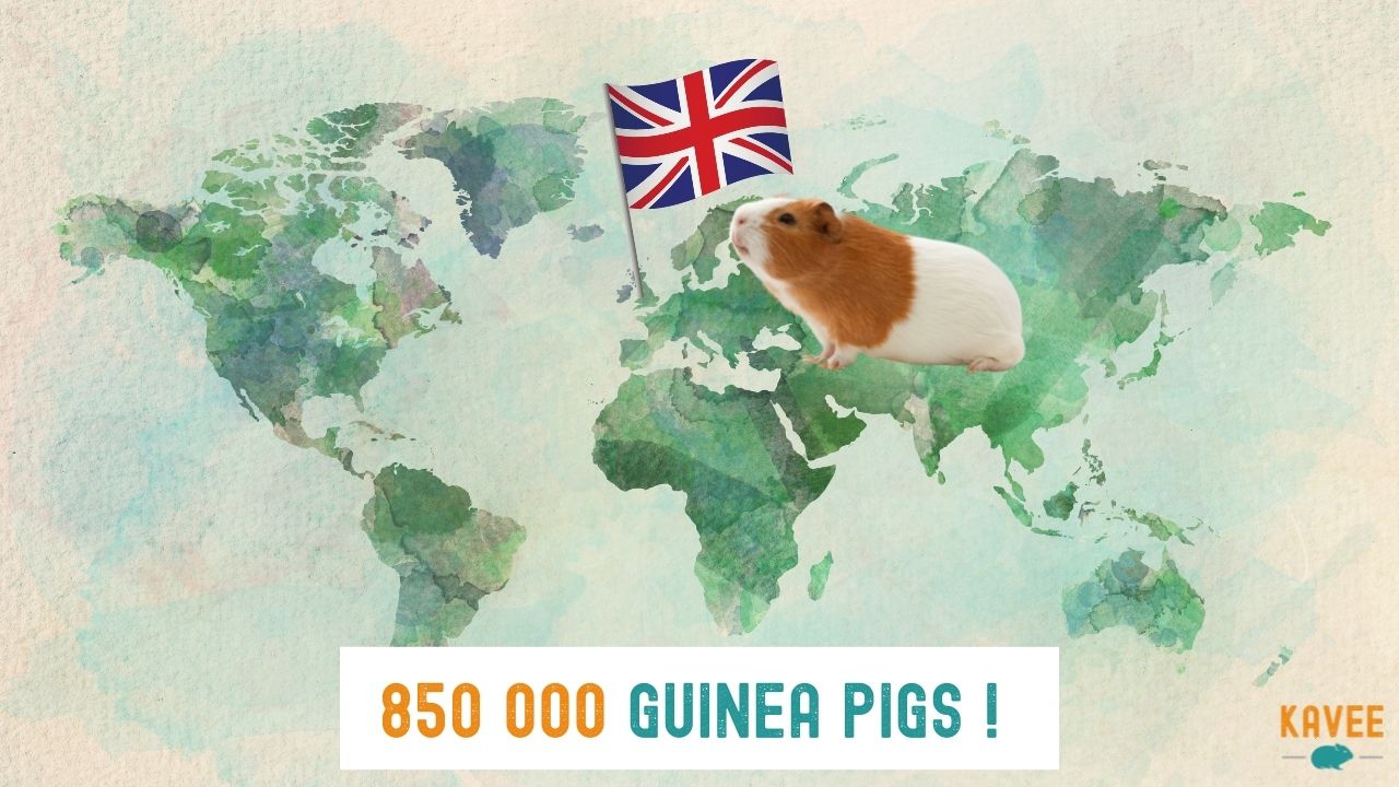 how many guinea pigs are there in the UK calculation of British households with a guinea pig sitting on a map