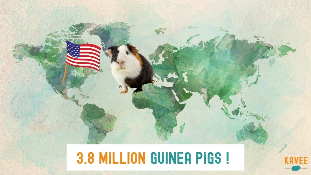 how many guinea pigs are in the USA calculation with a guinea pig sitting on a map with an American flag