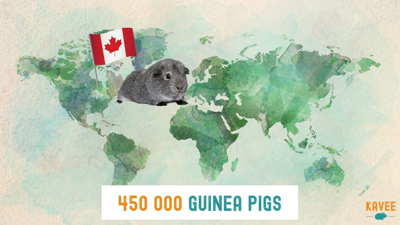 calculation of how many guinea pigs are living in canada with a guinea pig sitting on a world map with a canadian flag