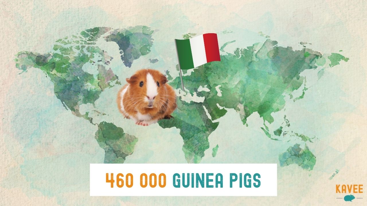 How many guinea pigs are currently living in Italy calculations with a guinea pig sitting on a world map with an Italian flag