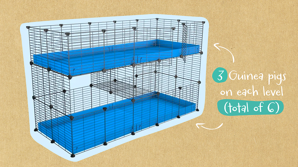 This double decker 2x4 c and c cage is perfect for larger guinea pig herds.