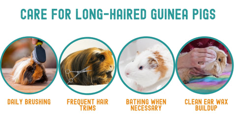 long hair guinea pig care routine kavee