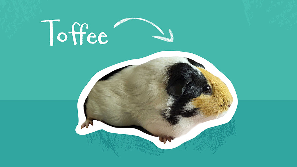 Toffee is an elderly guinea pig with multicolored fur, who lives at the Kavee Rescue.