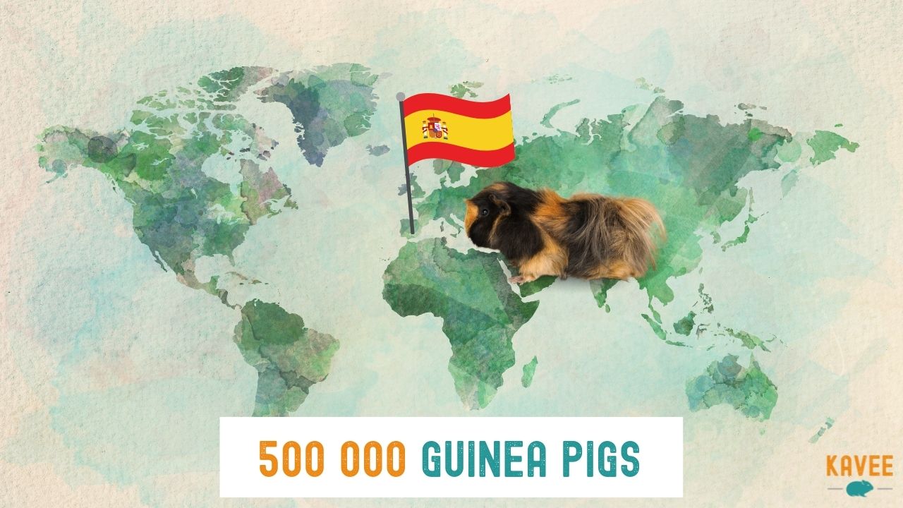calculation of the number of guinea pigs living in Spain with a guinea pig sat on a world map and with a Spanish flag