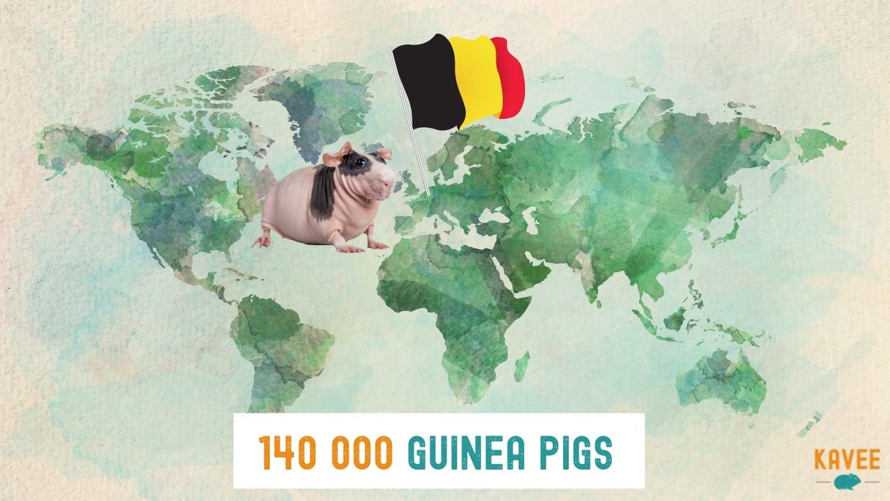 the number of guinea pigs currently in Belgium calculation with a skinny pig pig on a world map with a Belgian flag