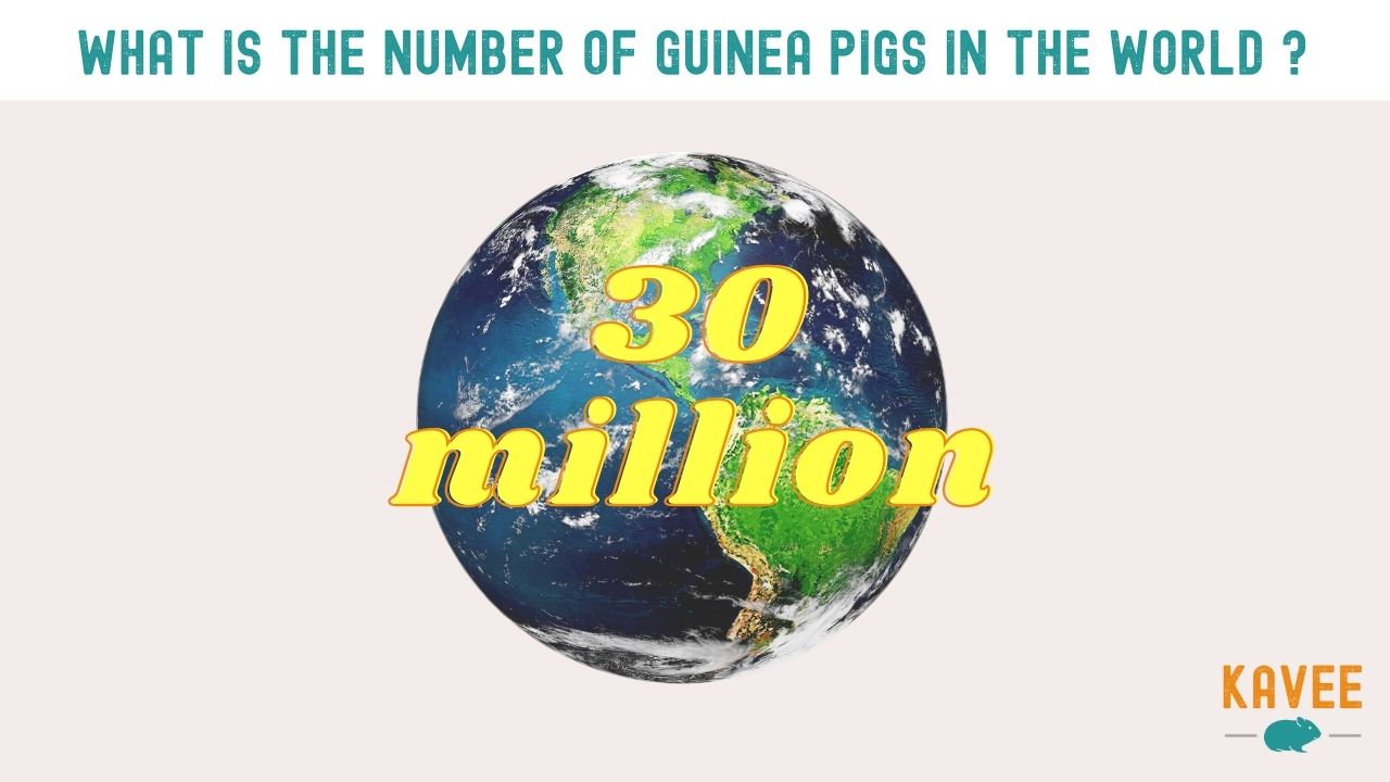 30 million guinea pigs are around the world calculation article 