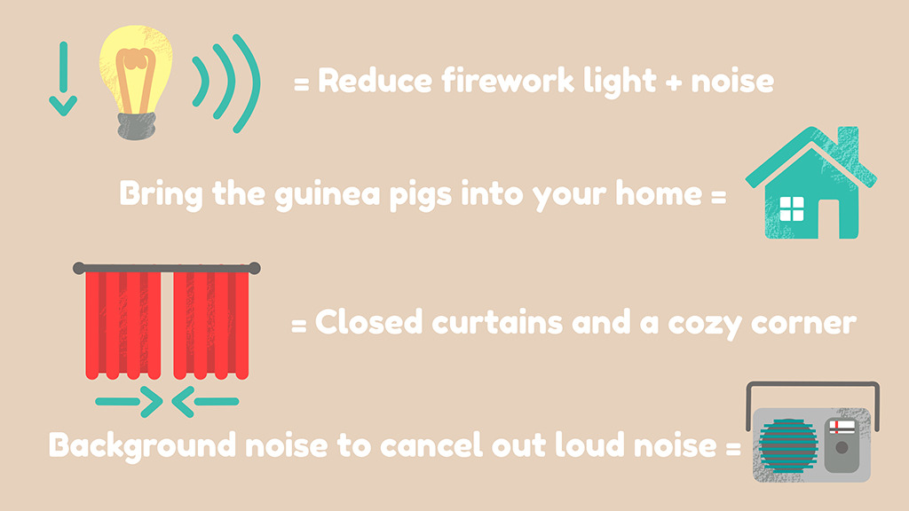 Do guinea pigs get scared of fireworks? Yes, so this image shows our top tips to help your pigs!