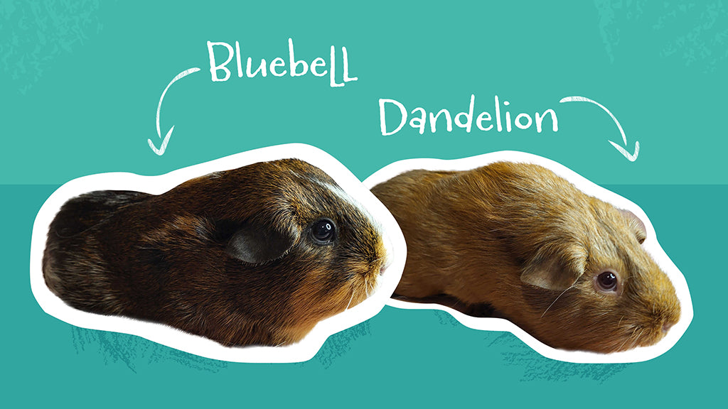 Bluebell and Dandelion are a mother-and-daughter guinea pig duo who live at the Kavee Guinea Pig Rescue.