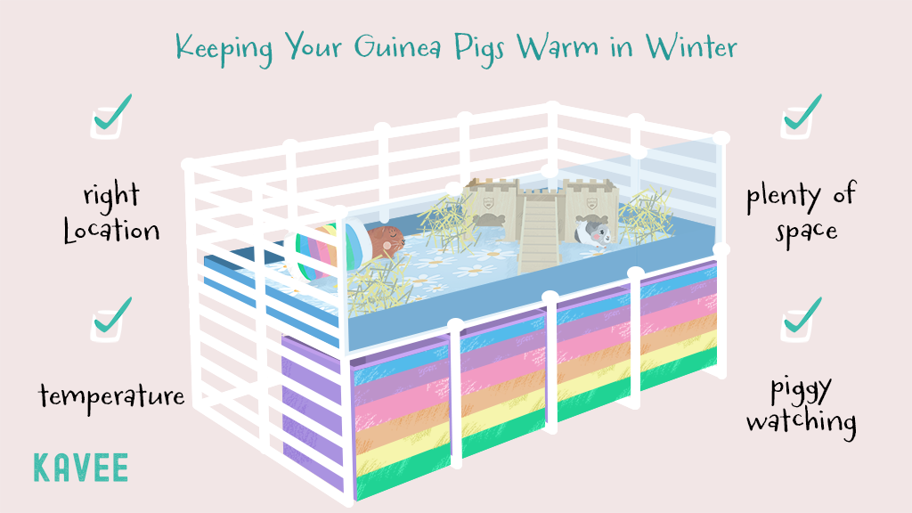 Can guinea pigs go into hibernation? No, so make sure your guinea pig cage setup keeps them warm.