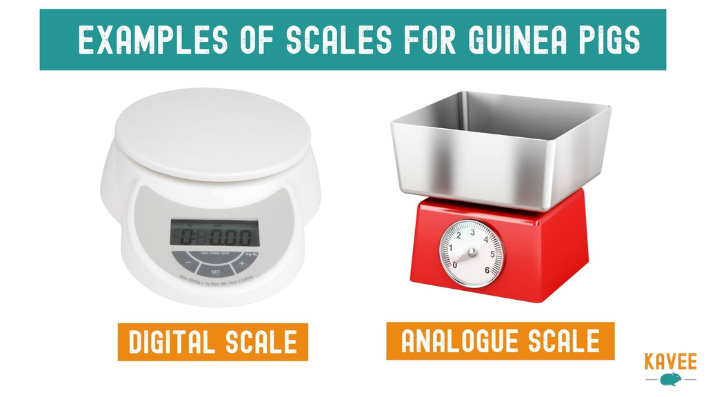 examples of scales for weighing your guinea pigs