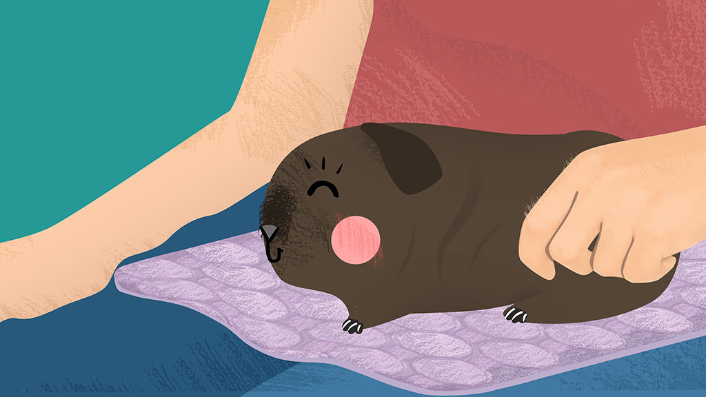 Piggy parents have to be extra gentle with their guinea pig, hairless.