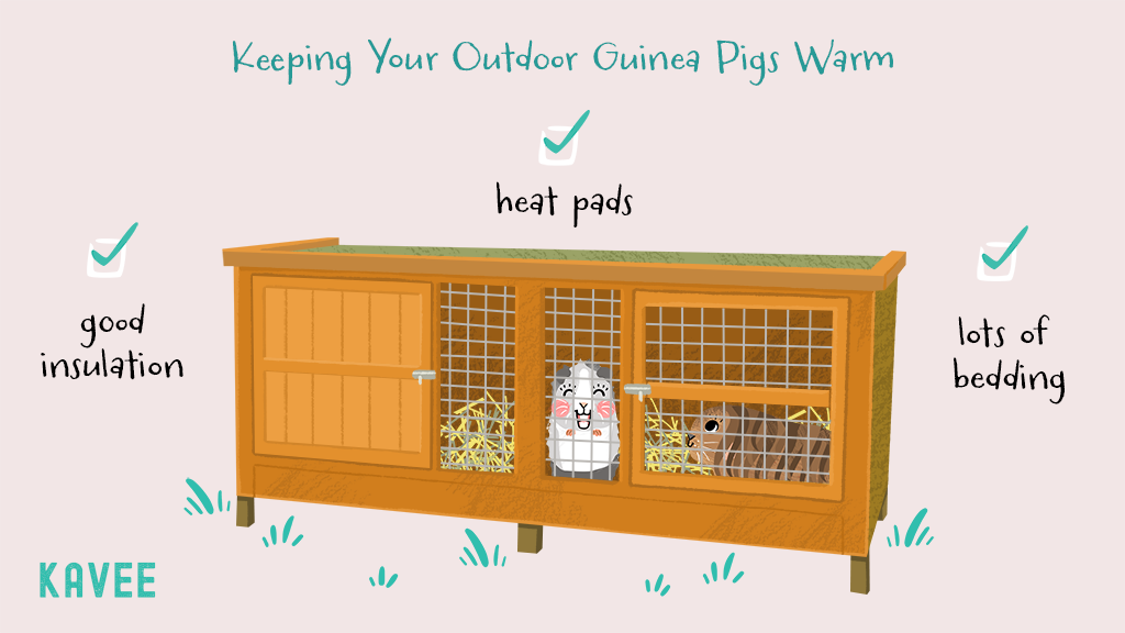 Guinea pigs inside outdoor hutch