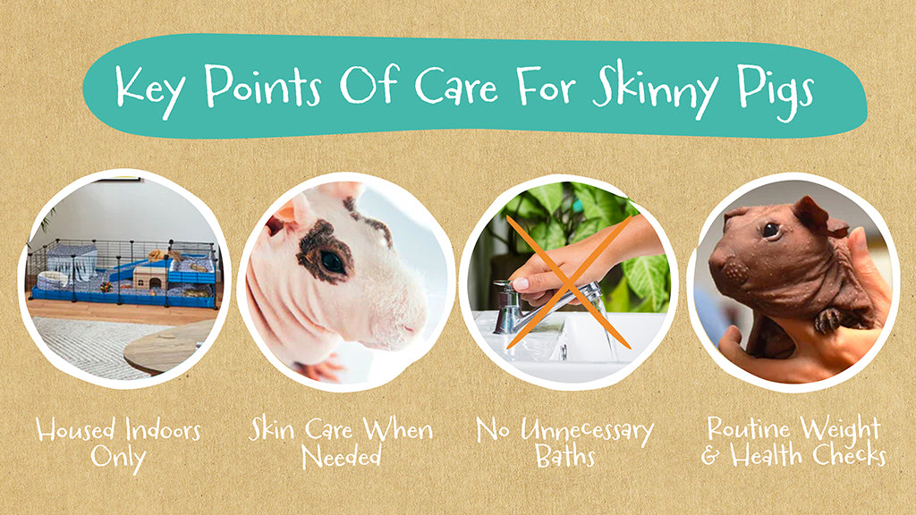 Skinny pigs care is a little more complex than normal piggy care.