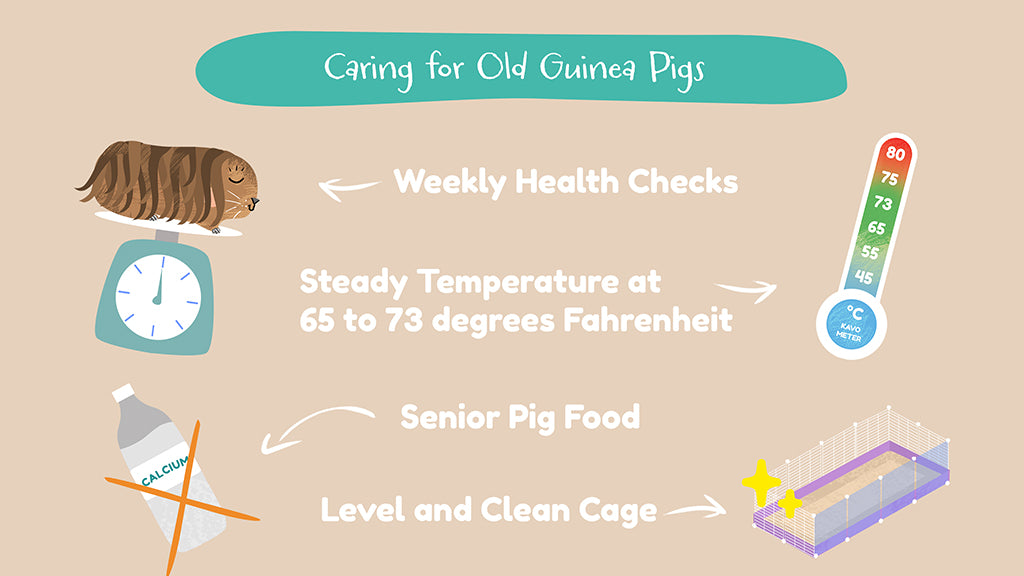 How long do guinea pigs live? If you care correctly for your older guinea pigs, they can live a long life.
