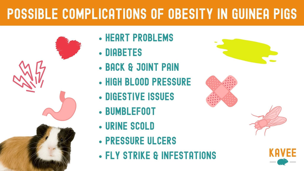 Possible complications for guinea pigs with obesitity