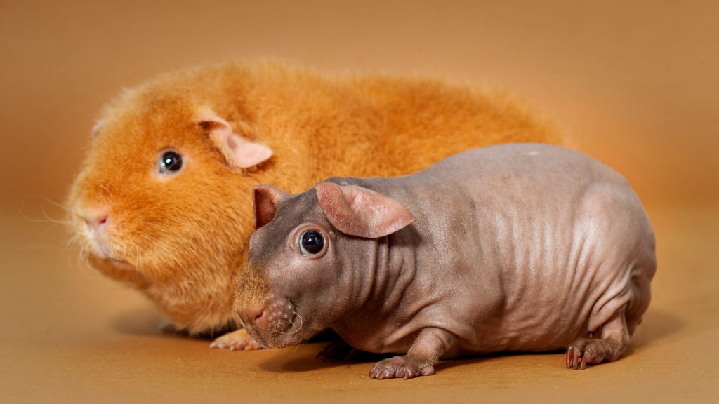 The Ultimate Guide To Hairless And Skinny Guinea Pigs Kavee Usa