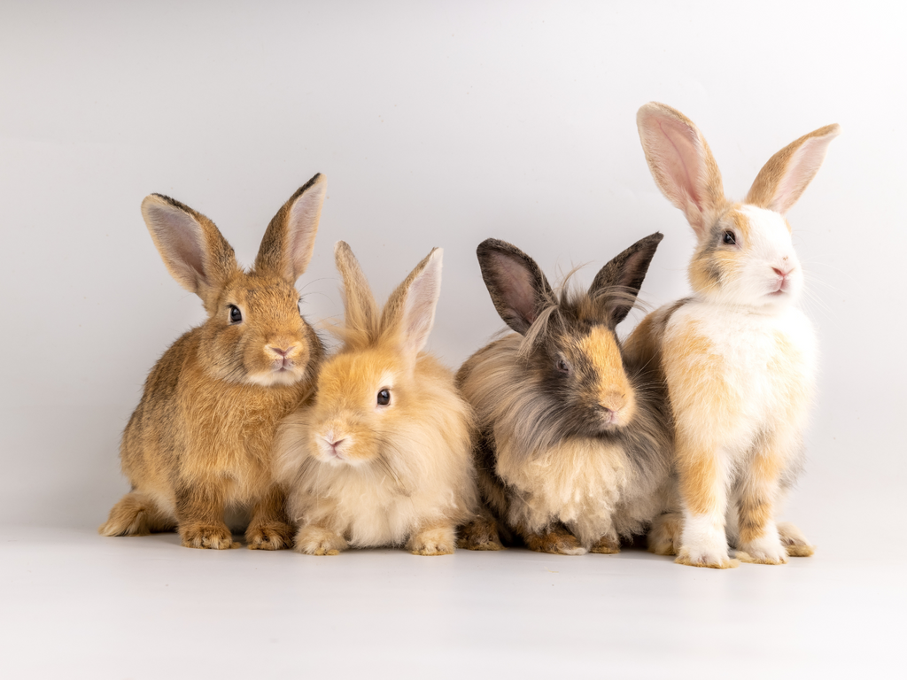 A row of rabbits standing together
