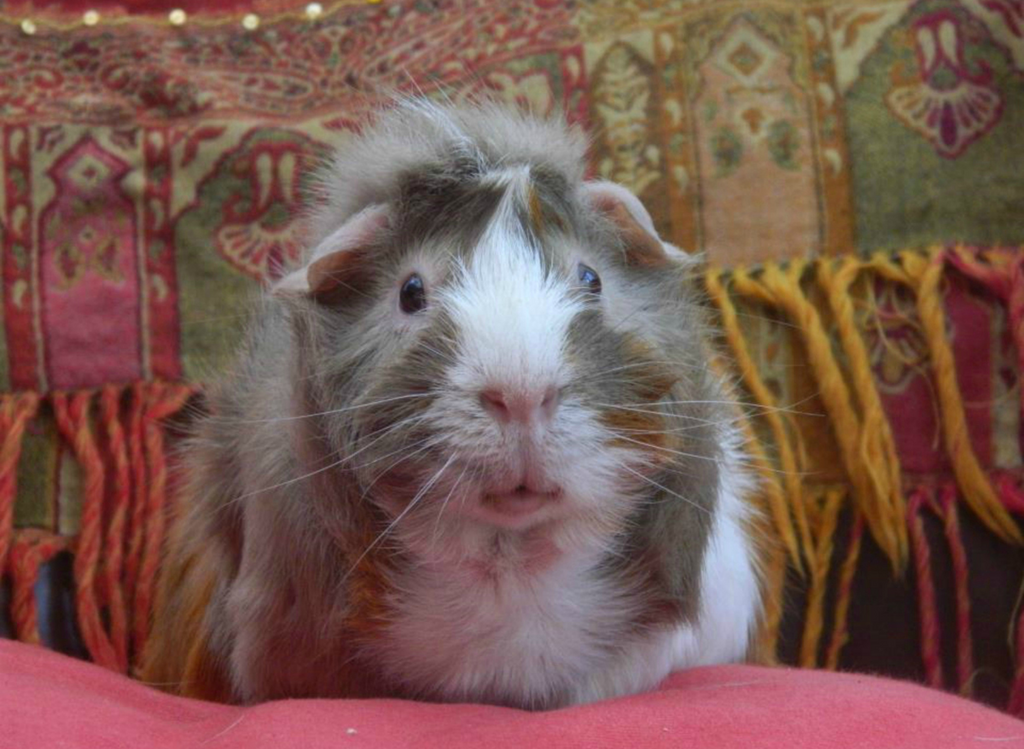 Abyssinian guinea pig in a colorful background