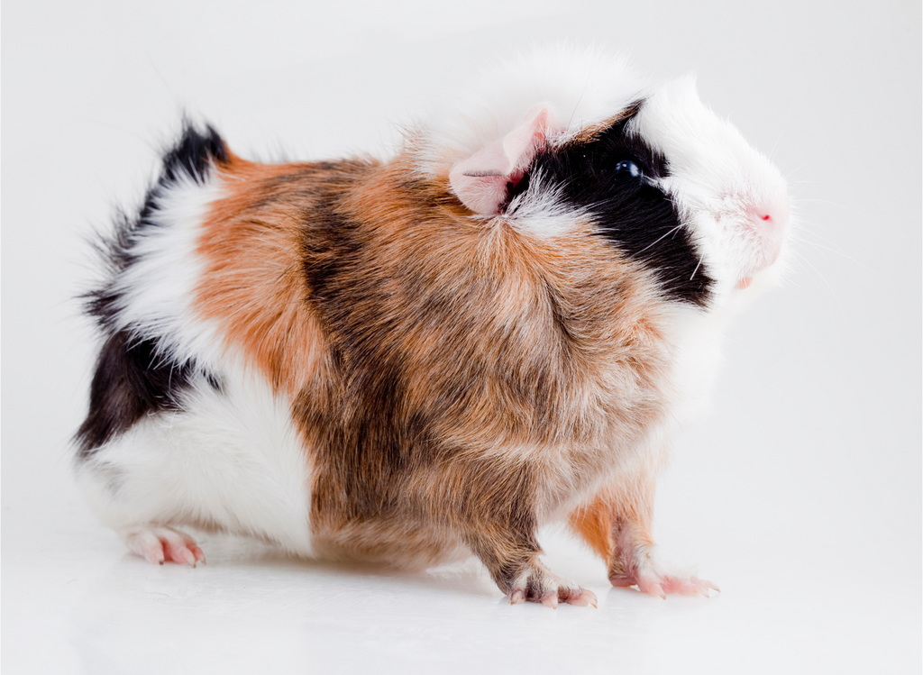 Abyssinian Guinea Pig on a white background.