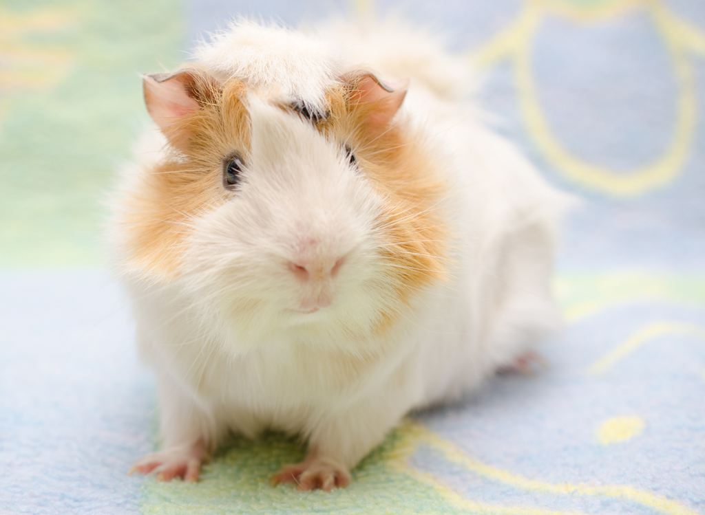 Abyssinian guinea pigs on fleece