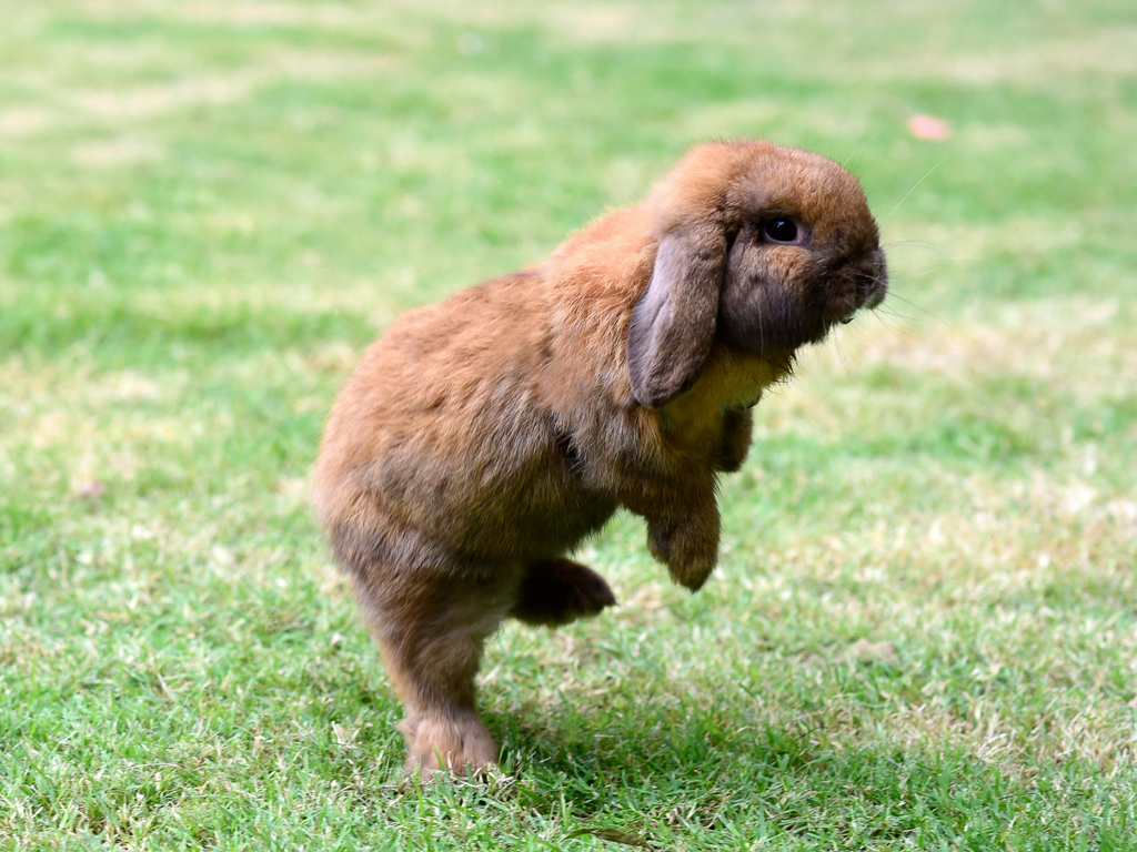 Active rabbit hopping outside in the garden