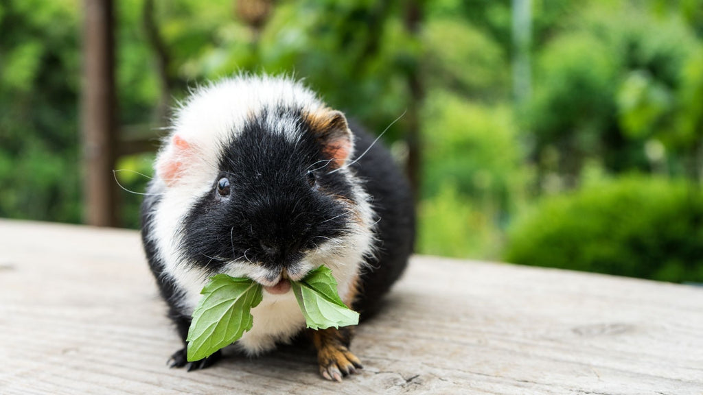 LA Guinea Pig rescue saskia piggies boarding USA California