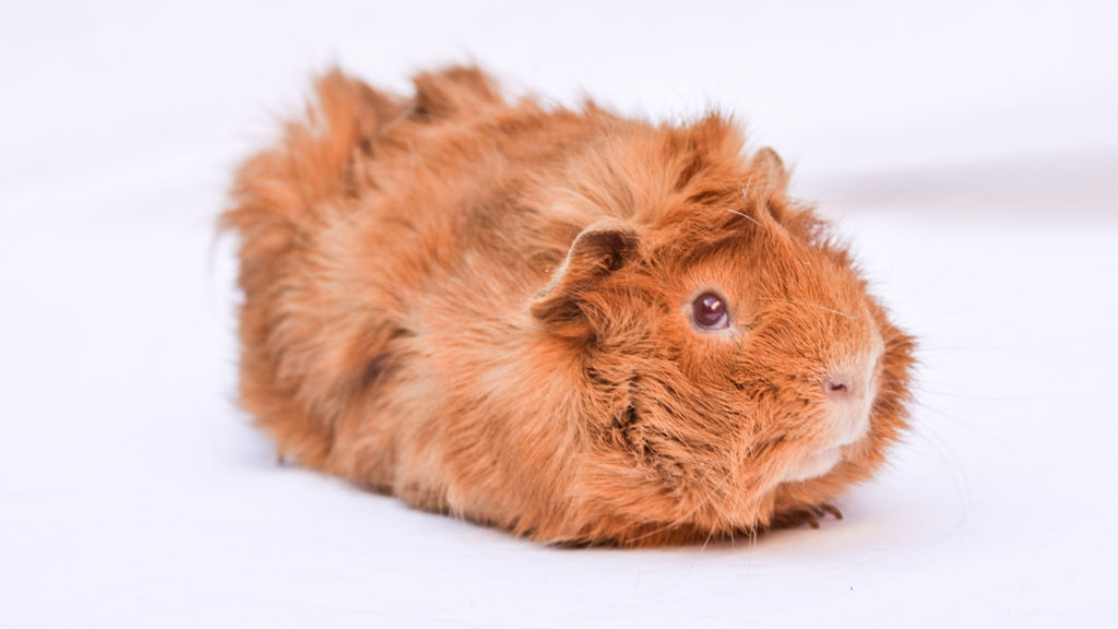 ginger guinea pig red fur piggy small pet on white background