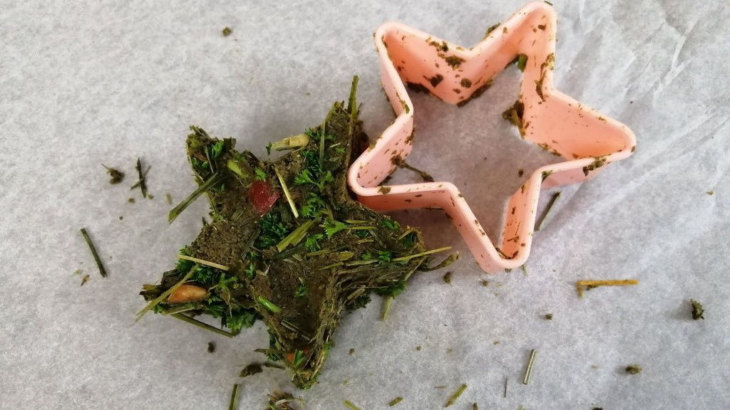 kavee guinea pigs eating homemade star shaped Christmas treat in Christmas themed C&C cage