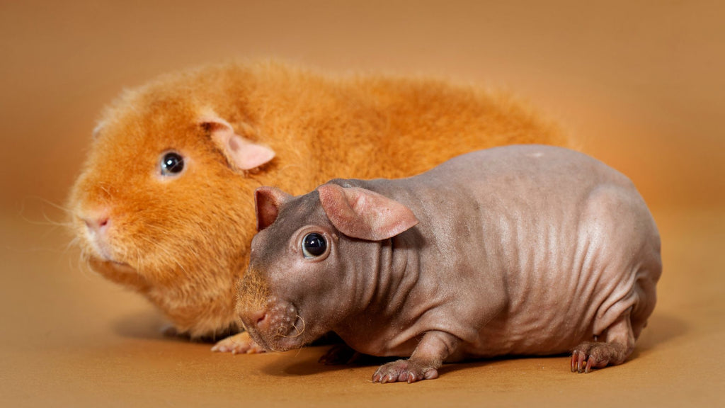 Baldwin guinea pig next to a ginger guinea pig