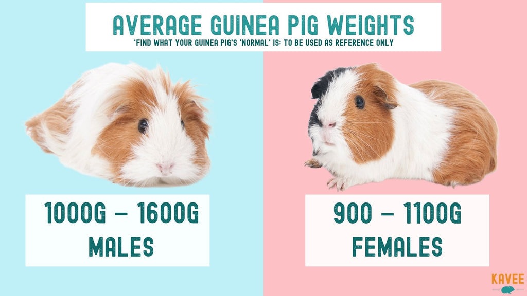 An image to show the average weight and size of guinea pigs