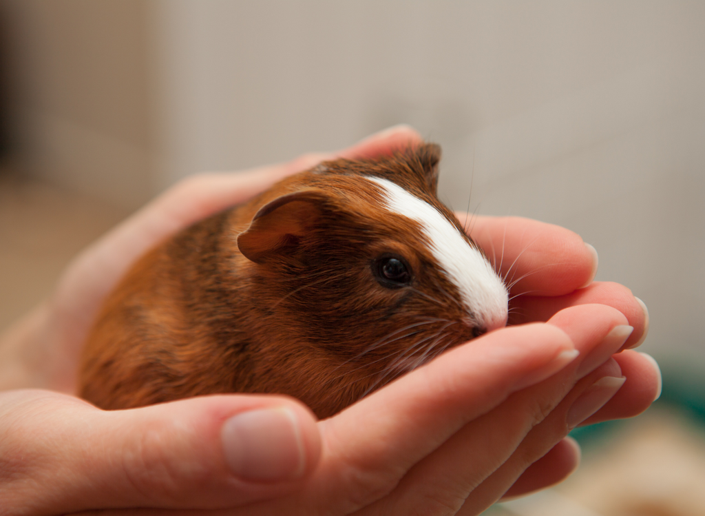 Baby guinea pig held in hands.
