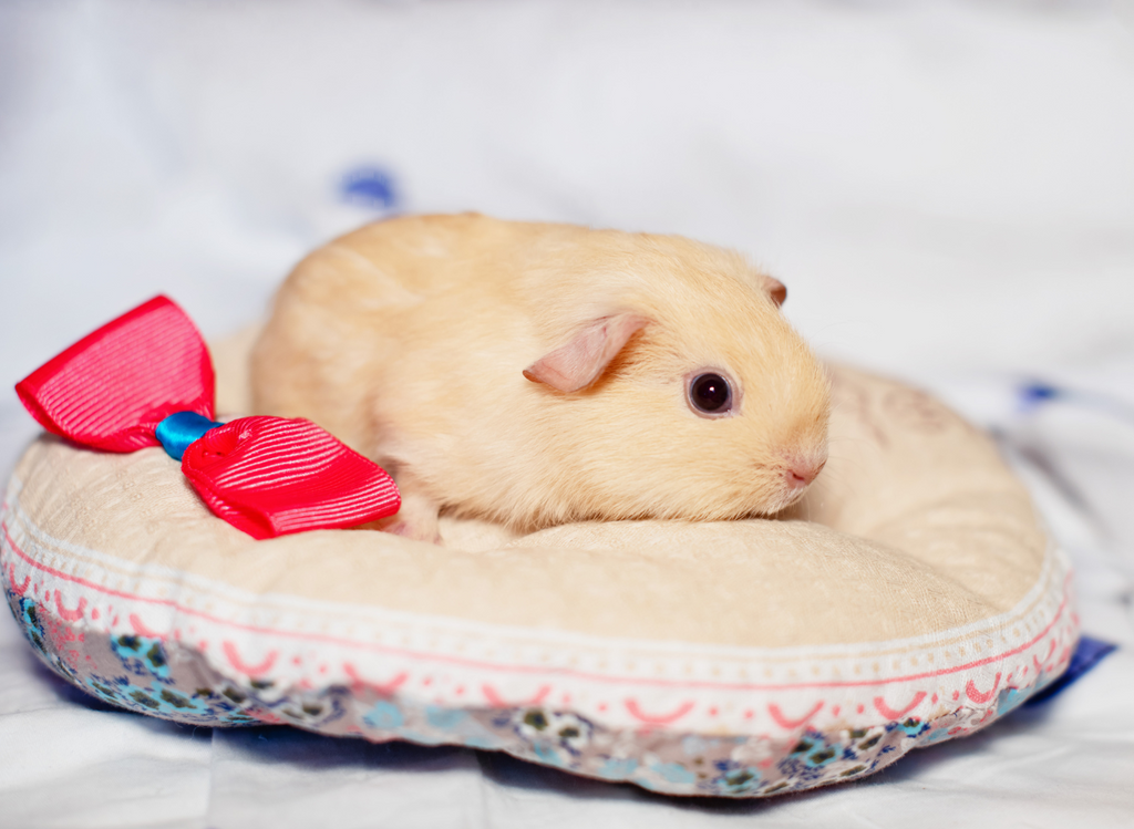 Baby guinea pig pup on a little pillow.