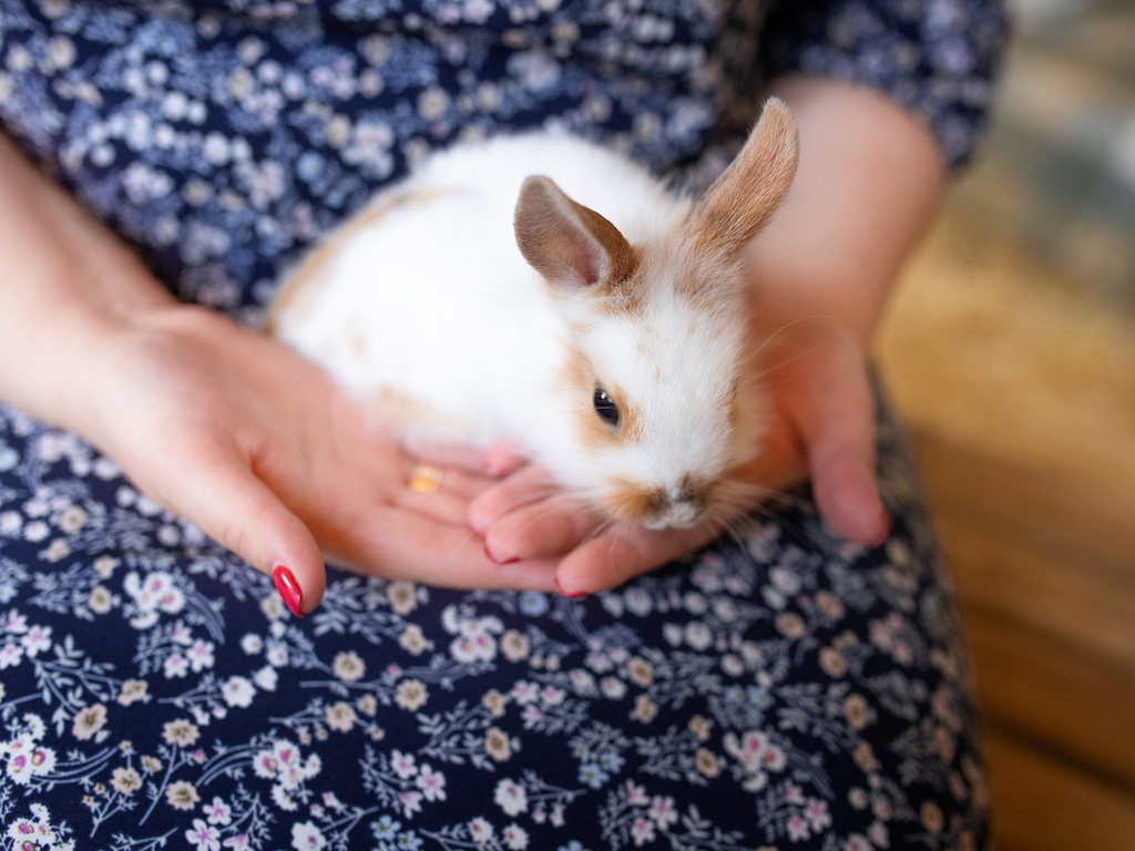 Woman holding a rabbit on the lap
