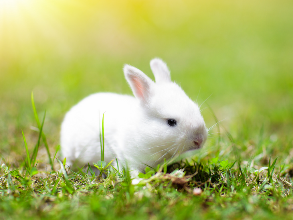 Baby rabbit outdoors on grass