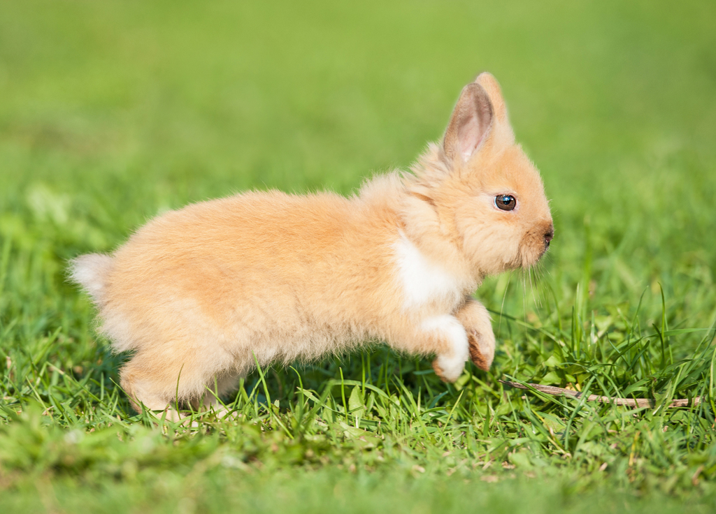 Baby rabbit running on grass