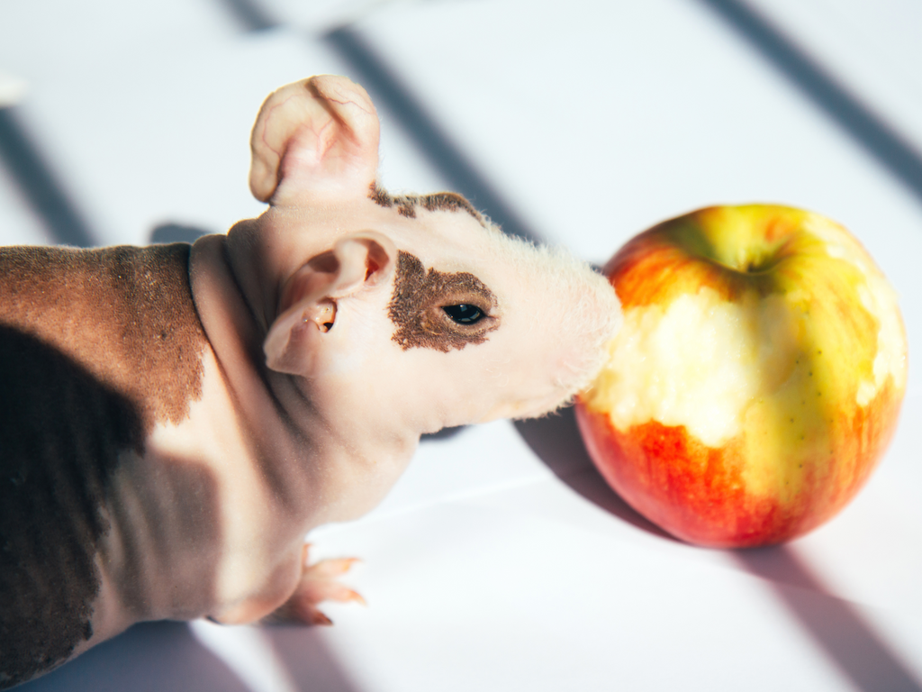 Baldwin guinea pig eating an apple