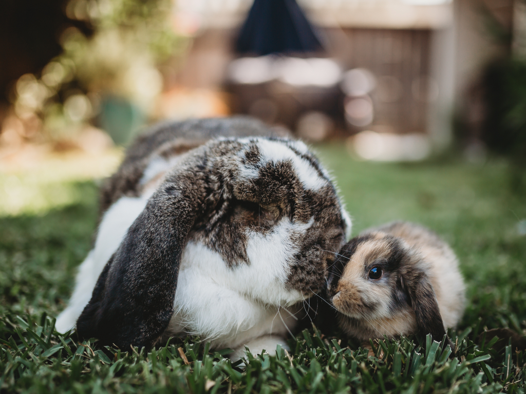 Big rabbit with smaller rabbit