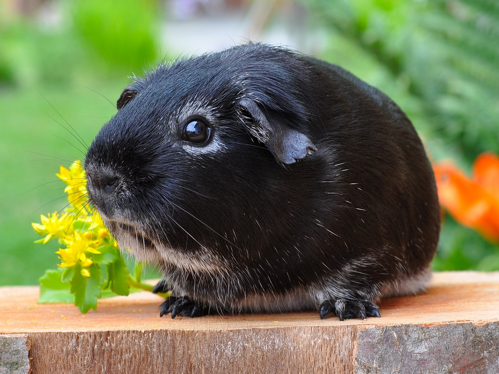 Black guinea pig in nature