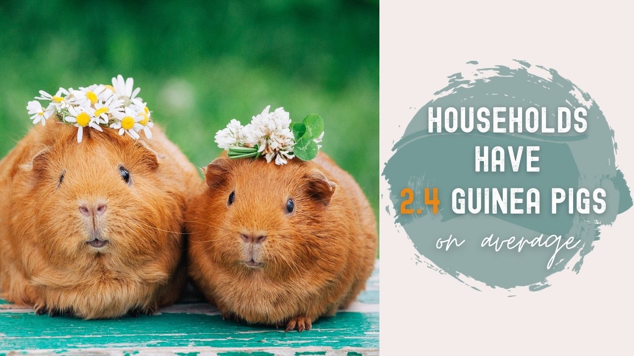 how many guinea pigs are there per household per each country world wide two guinea pigs with flower crowns