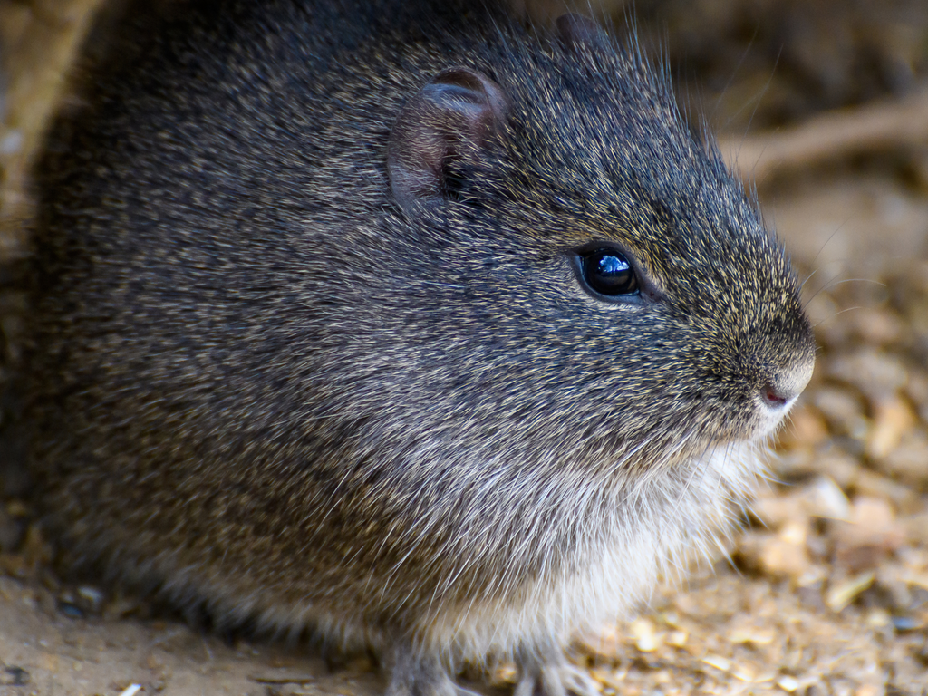 Brazilian guinea pig