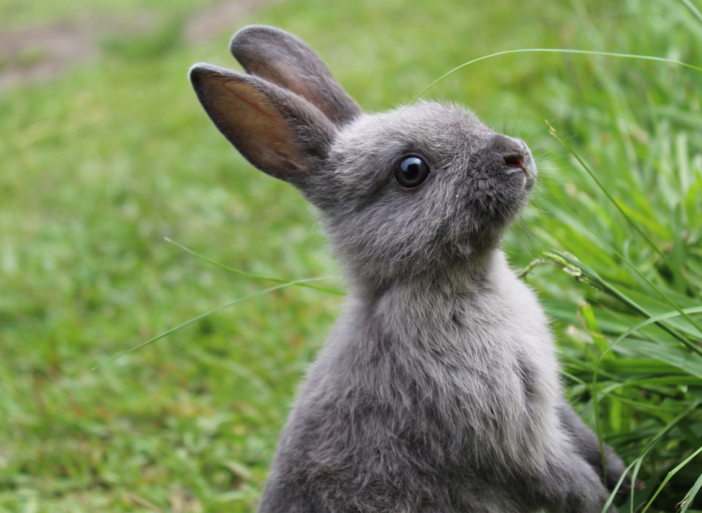 Bunny foraging for food outside