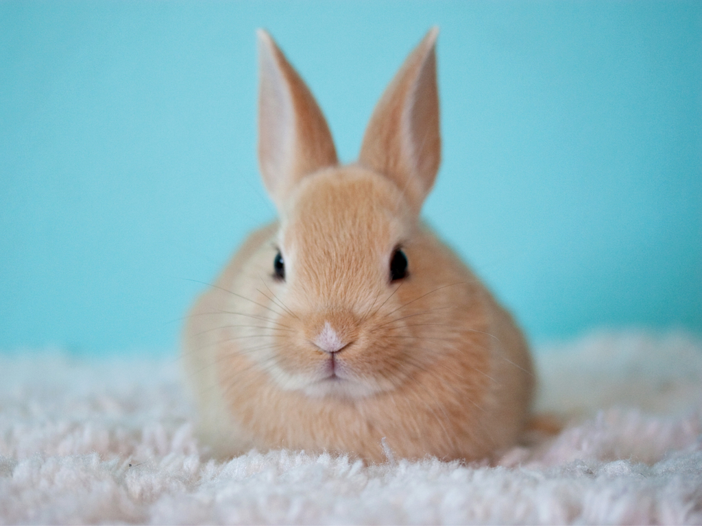 Rabbit sitting on fleece