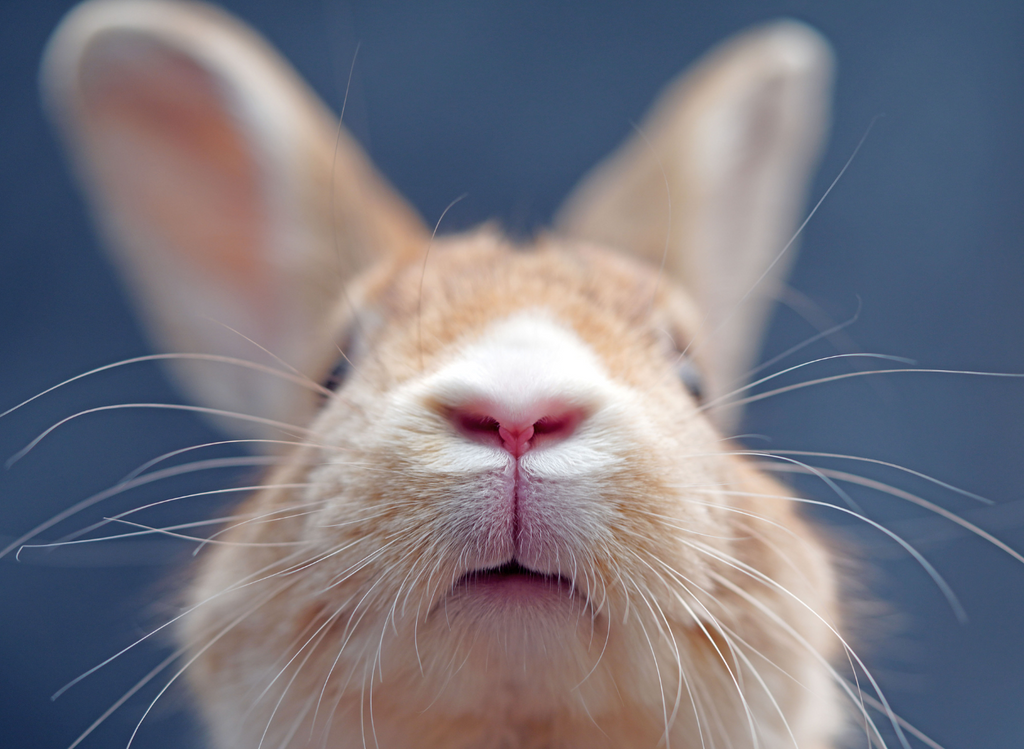 Close up of a healthy rabbit nose