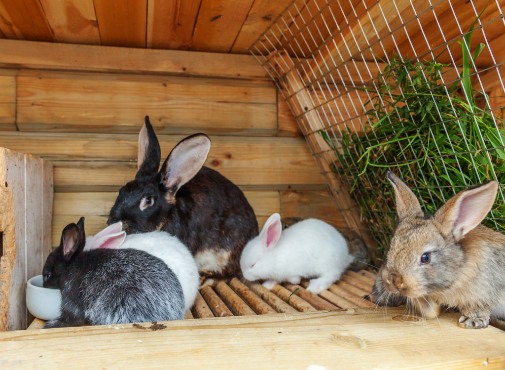 Colony of rabbits living in an outdoor hutch