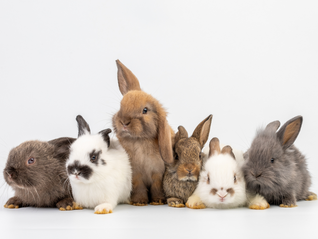 Colony of rabbits of different breeds