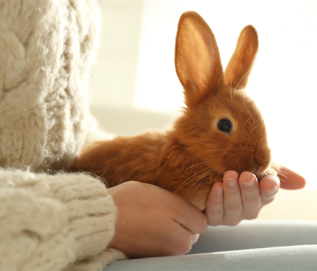 Cute bunny in the hands of a person