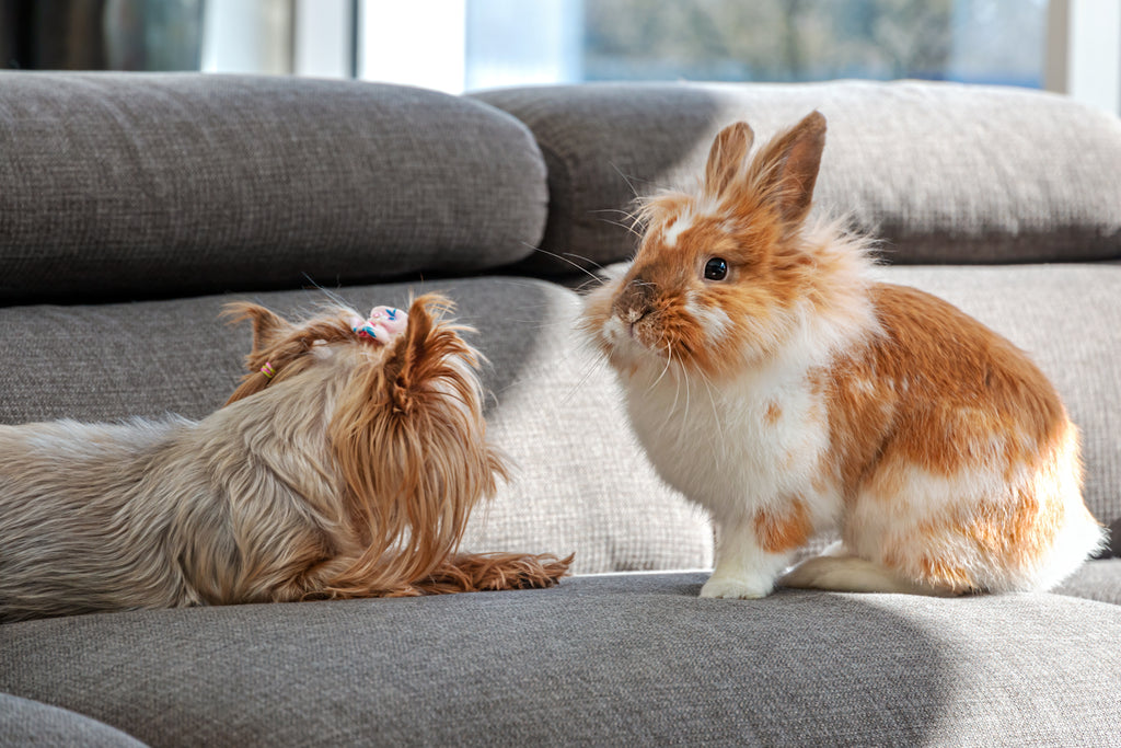 Dog next to rabbit on a couch